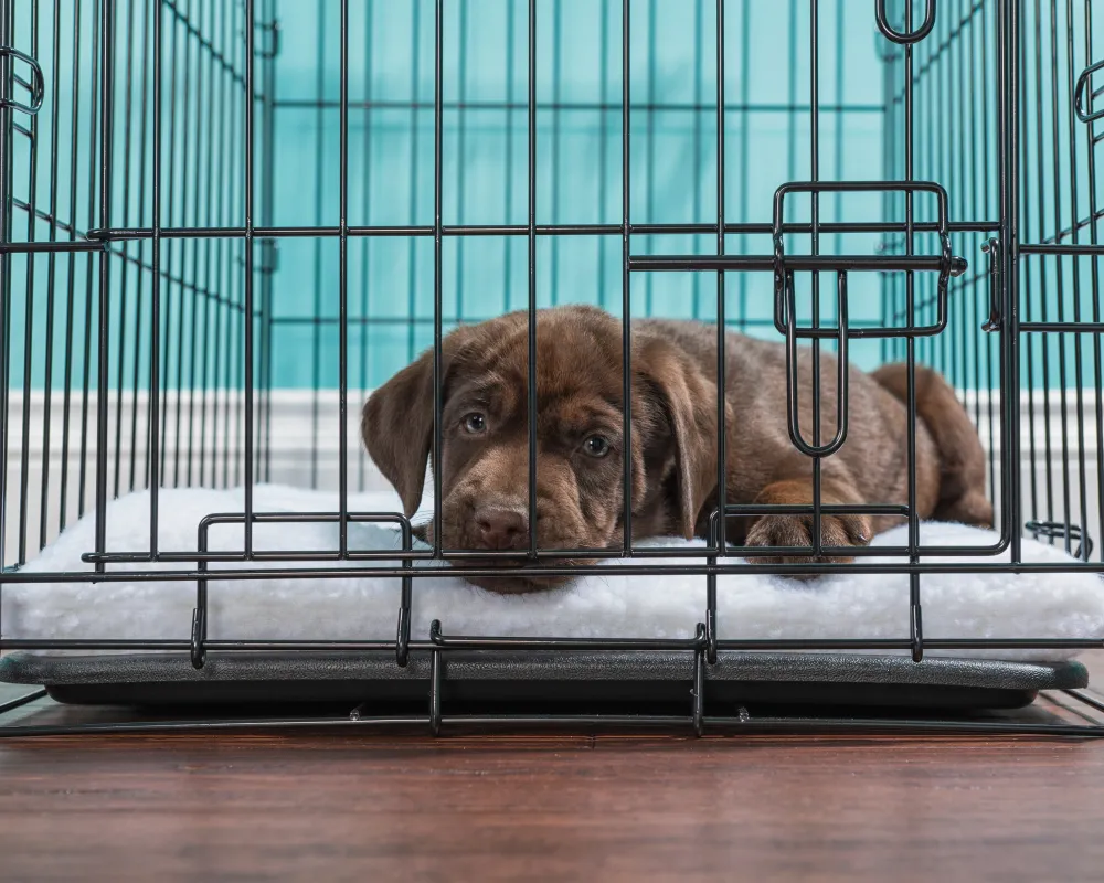 Dog in kennel illustrating safe dog boarding kennel selection at Topanga Los Angeles