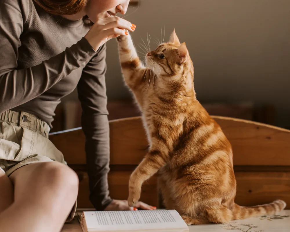 Cat receiving care during hot weather pet safety guidance