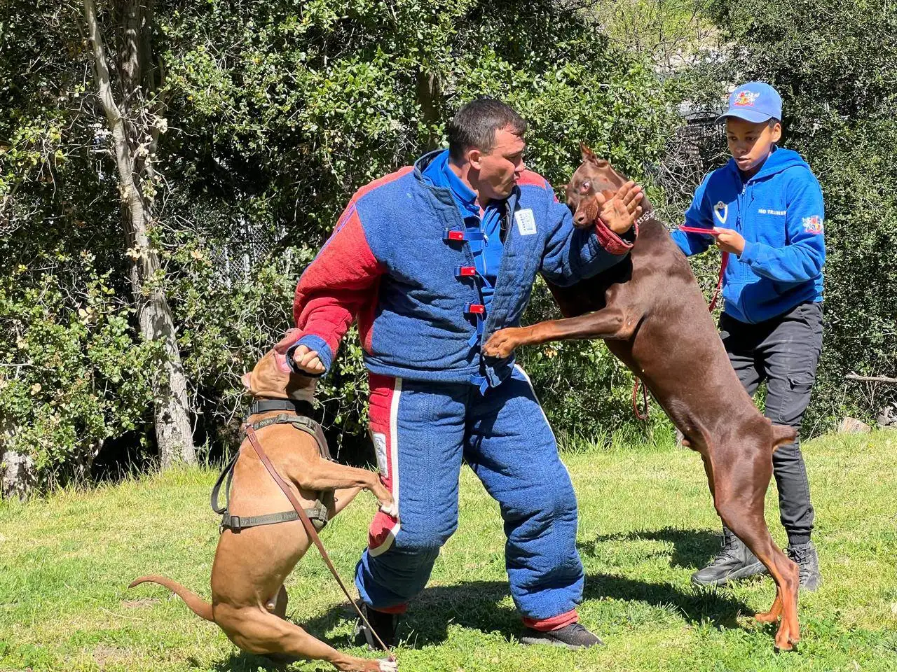 aggressive dog horizontal0424