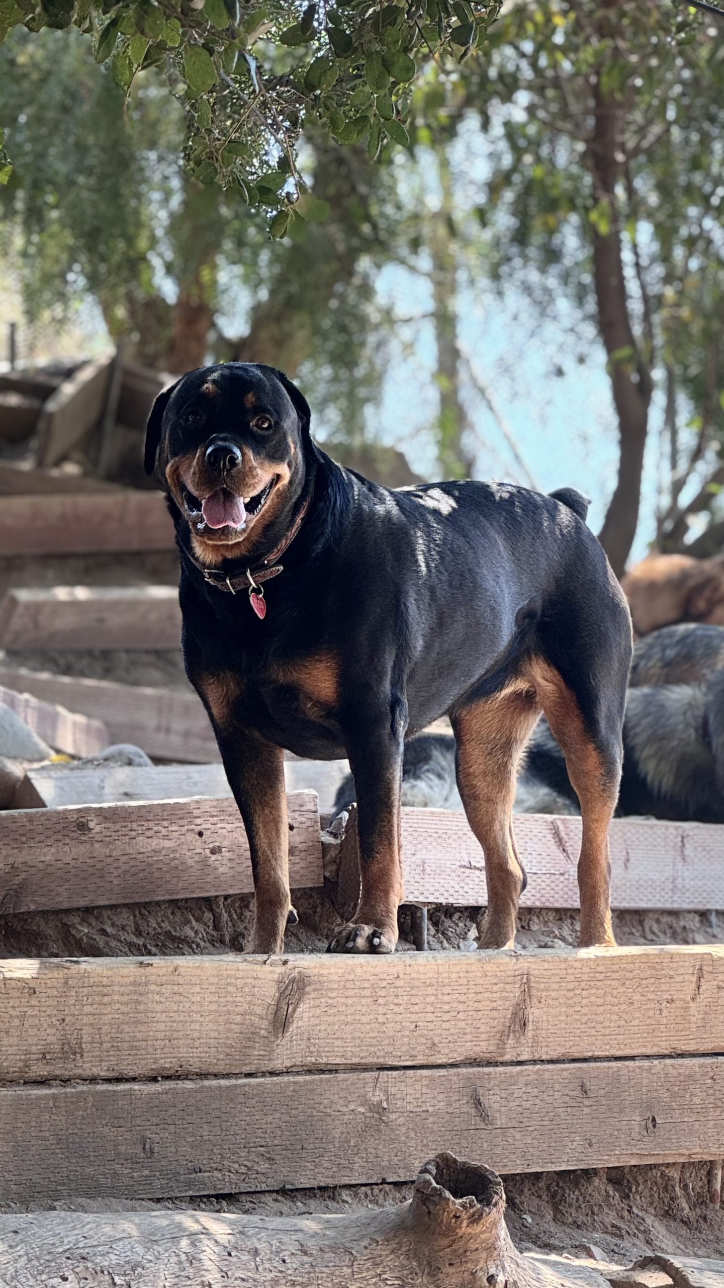 Rottweiler at Topanga dog training and boarding facility in Los Angeles