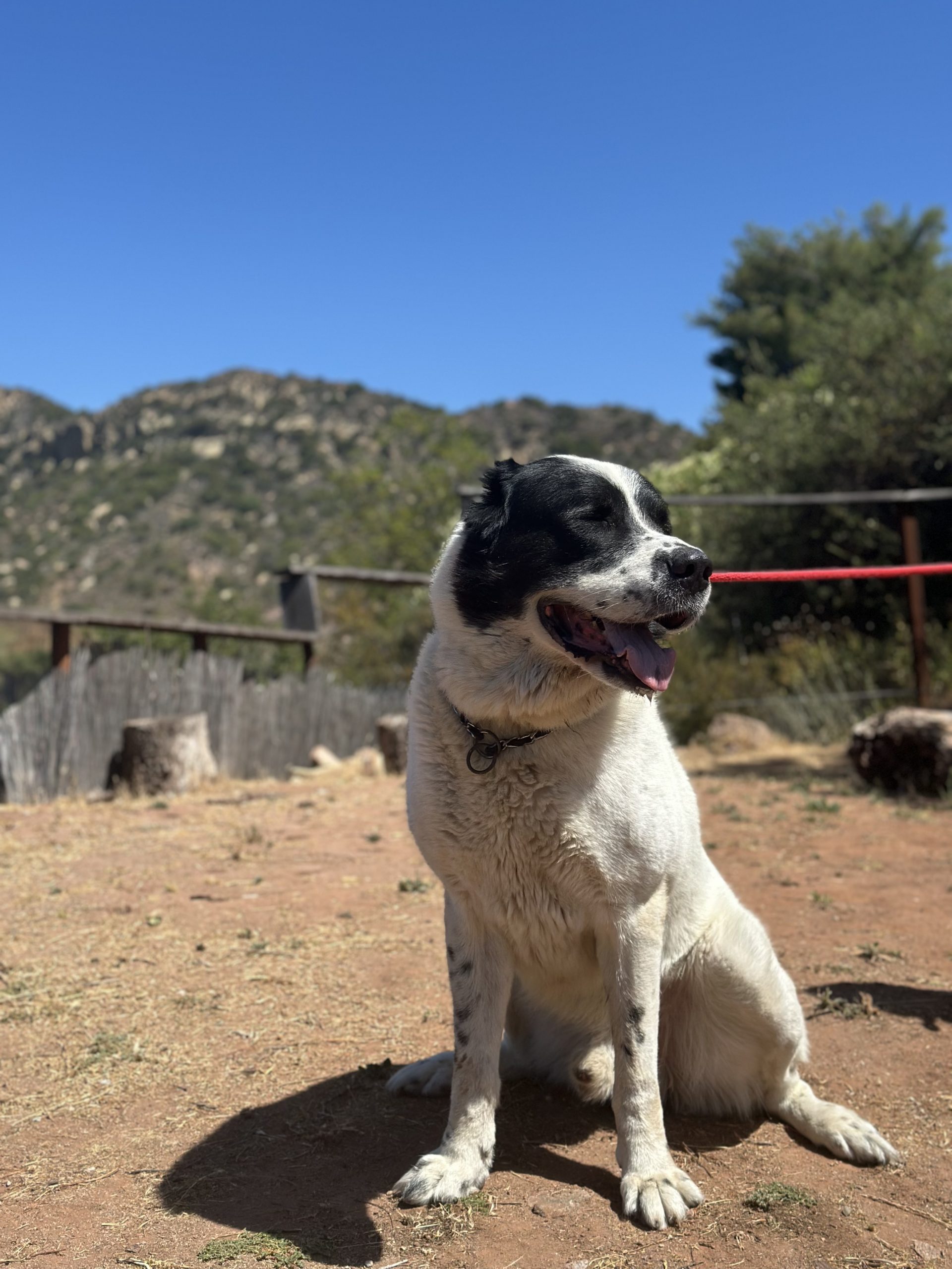 Happy dog enjoying outdoor time at Topanga dog boarding facility in Los Angeles