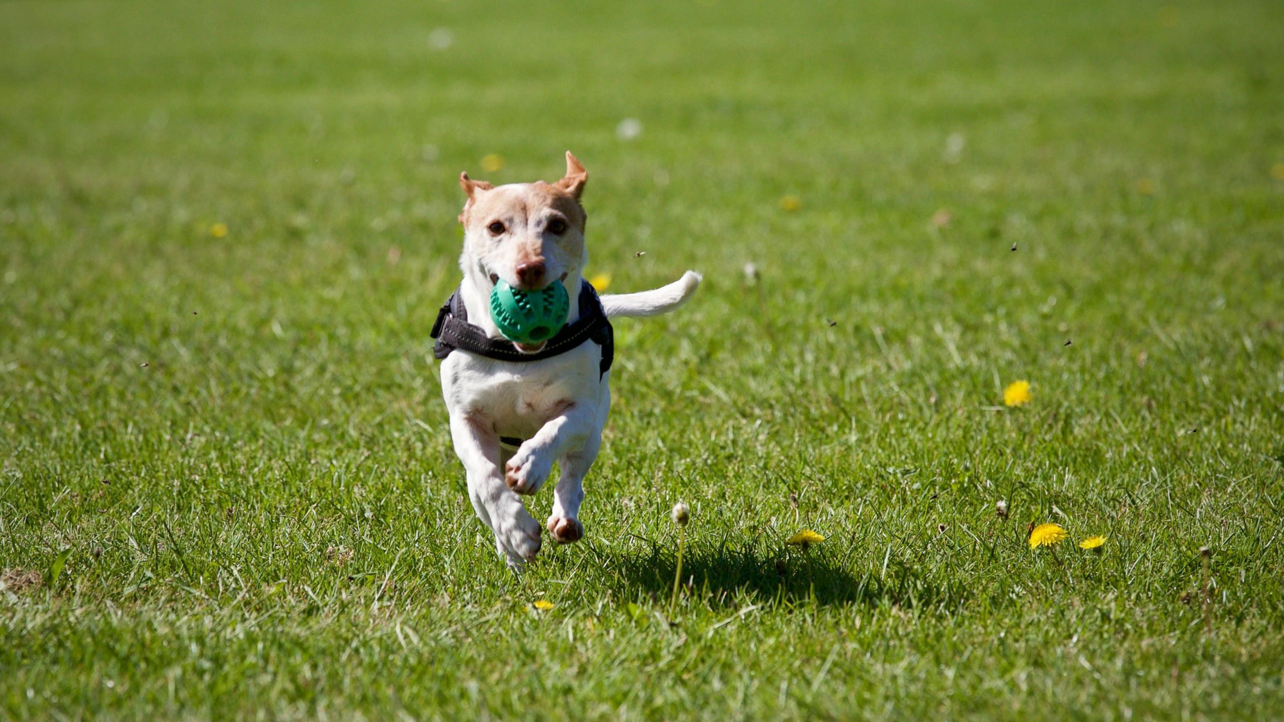 Small dog running during outdoor exercise at Topanga dog boarding facility Los Angeles