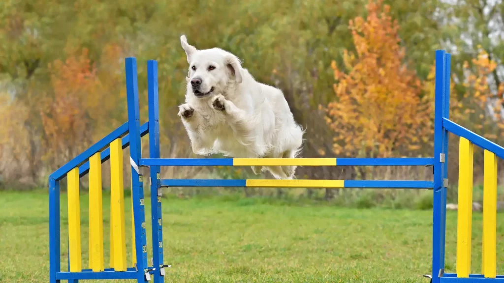 A cream-colored Golden Retriever leaps gracefully over a blue and yellow hurdle during an outdoor sports and agility dog training course.