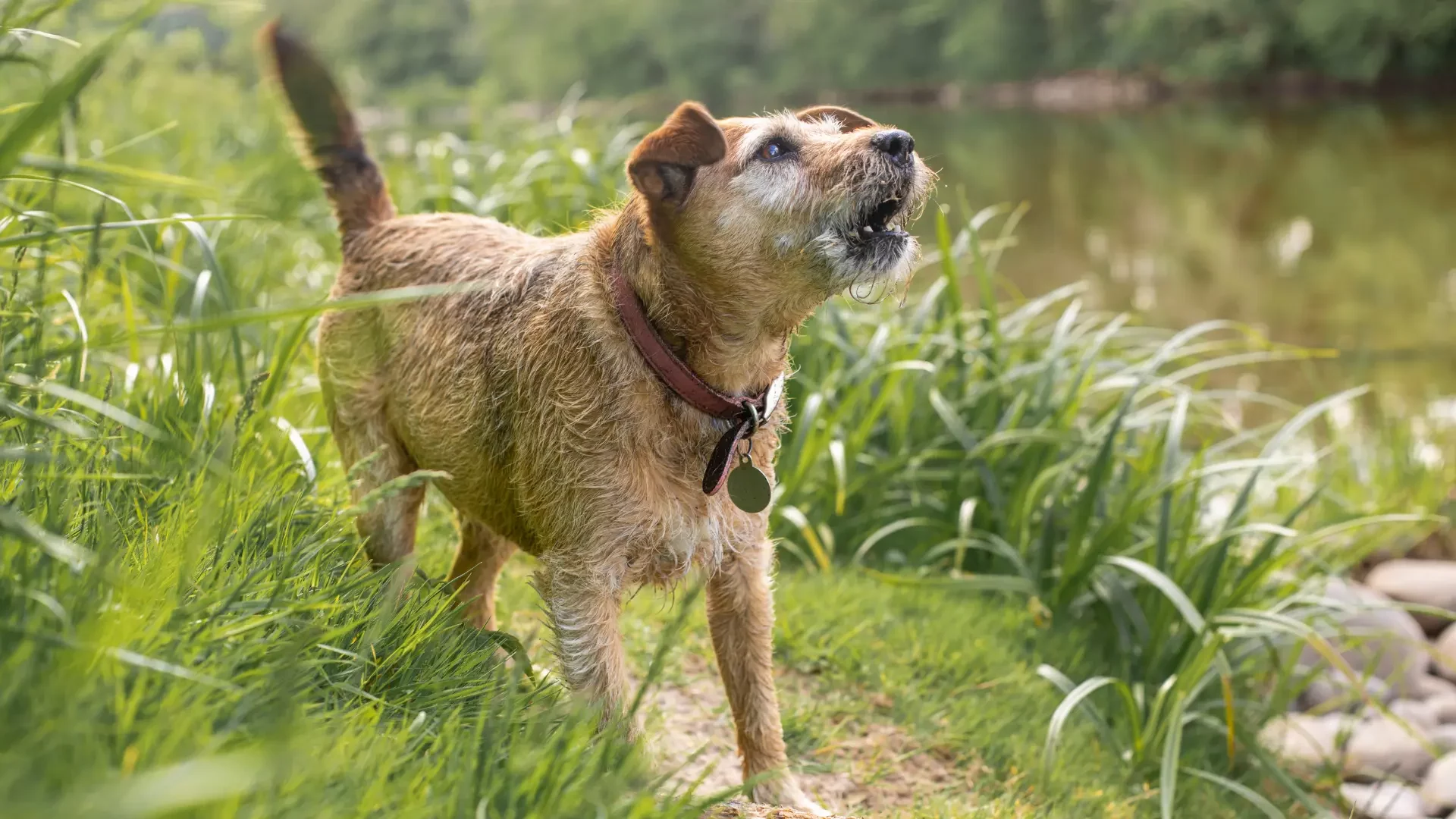 A small, scruffy terrier wearing a leather collar stands in tall green grass near a river and barks with its tail up.