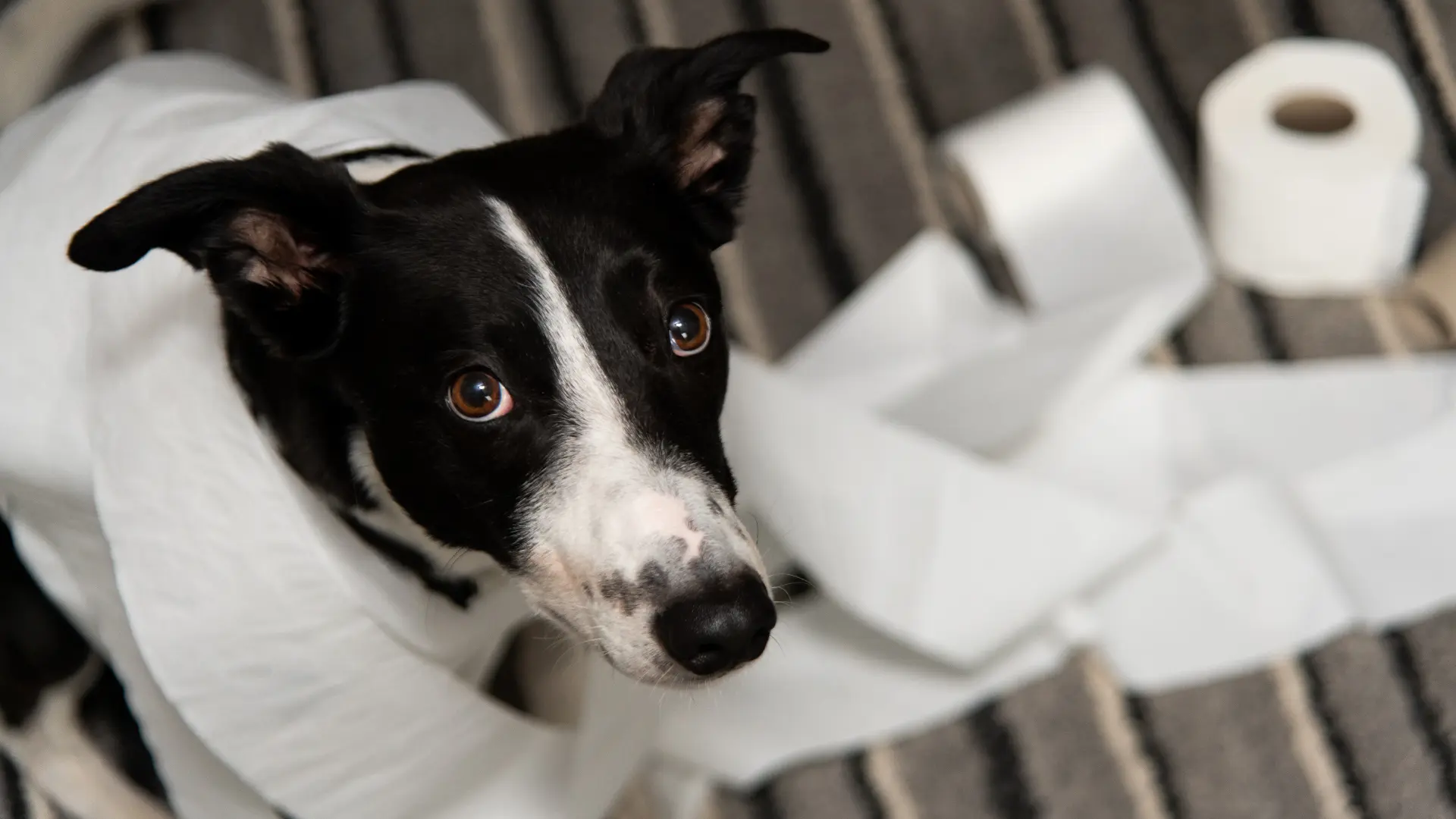 stubborn-pet-dog-